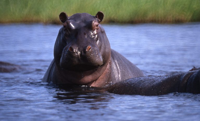hippo (flusspferd)